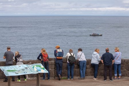 In Depoe Bay hebben we zo&#039;n 10 walvissen vanaf de wal gespot